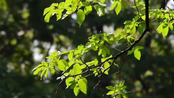 Feuilles après la pluie . — Video