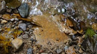 Yengeçler doğada. HD