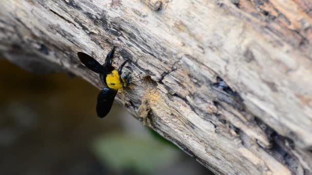 Carpenter bee in the nature. HD — Stock Video