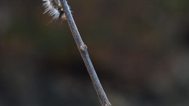 Rups van de Noctuidae, de uilen. HD — Stockvideo