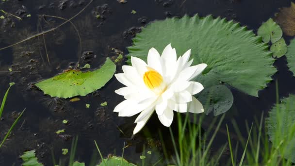 Loto blanco. HD — Vídeos de Stock