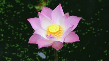 Pembe lotus. HD