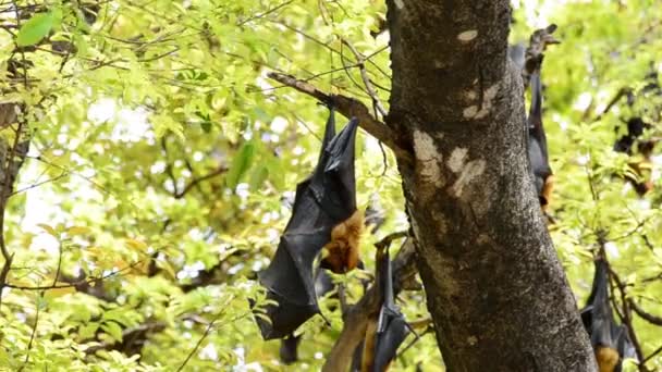 Vleermuis opknoping op een boom. — Stockvideo