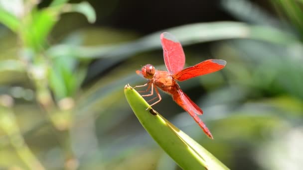 Red dragonfly. HD — Stock Video