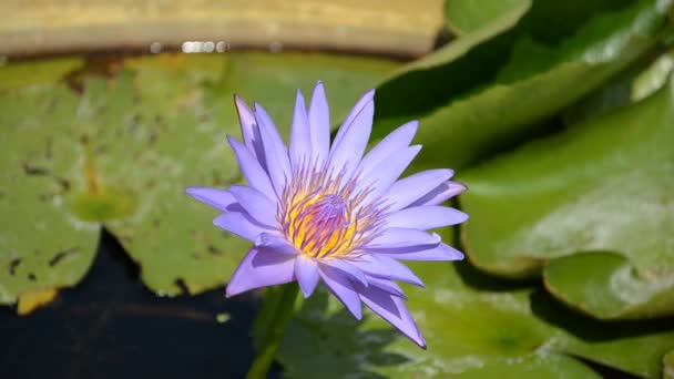 Purple lotus. HD — Stockvideo