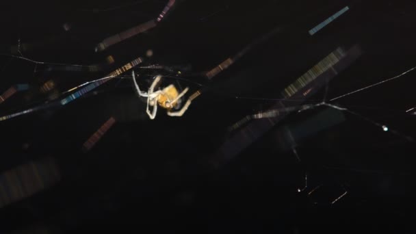 Ανατριχιαστικός αράχνη. — Αρχείο Βίντεο