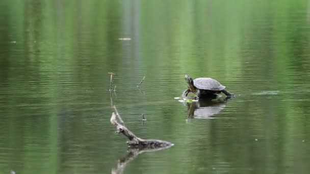 Schildkröte als Sprungbrett im Wasser. — Stockvideo