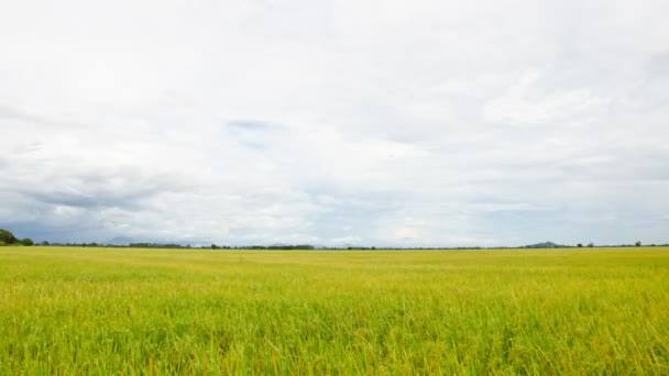 Campos de arroz e nuvem . — Vídeo de Stock