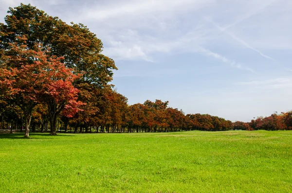 Lawn on fresh day, — Stock Photo, Image