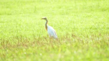 Beyaz ak balıkçıl.