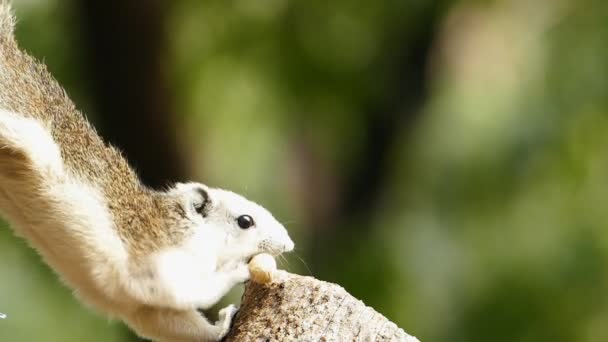 Écureuil mangeant des noix dans la nature . — Video