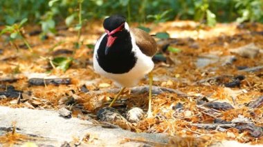 Nest yumurta kuluçkalık kırmızı wattled kız kuşu.