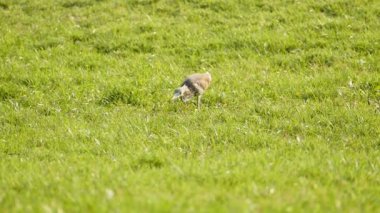 Doğal beyaz ak balıkçıl.