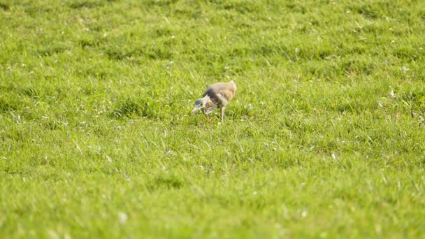 Aigle blanche en naturel .