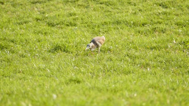 Aigle blanche en naturel . — Video