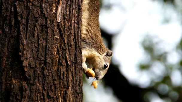 Білка їсть горіх на дереві . — стокове відео