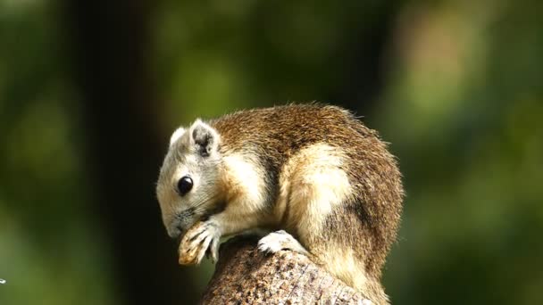 Ardilla comiendo nuez en la naturaleza , — Vídeos de Stock