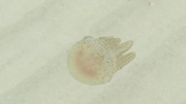 Denizanası denizde suyun altındaydım.