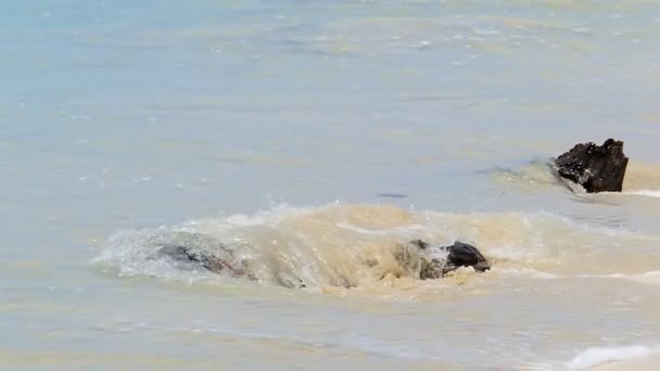 Holz und Meereswellen am tropischen Strand. — Stockvideo