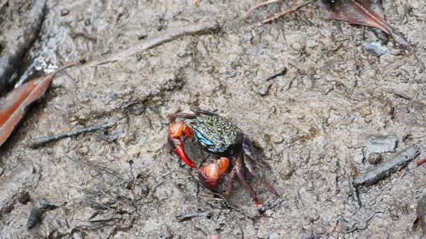 Cangrejos de Meder (Sesarma mederi) en el bosque de manglares — Vídeo de stock