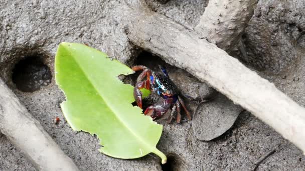 Crabes de mangrove de Meder dans la forêt de mangrove . — Video