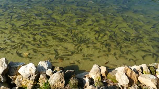 Ομάδα ψαριών στη φύση λίμνη. — Αρχείο Βίντεο