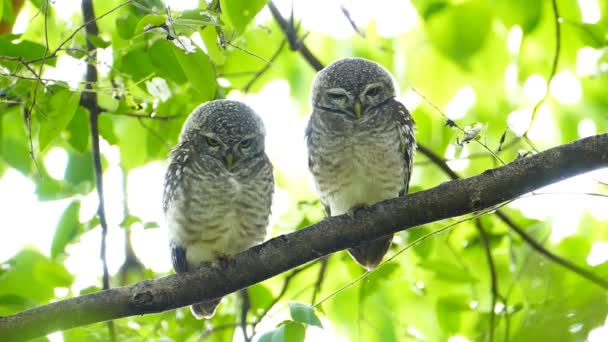 Owls on a tree. — Stock Video