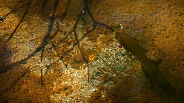 Gestreepte snakehead vis in de natuur. — Stockvideo