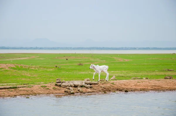 Witte kalf. — Stockfoto