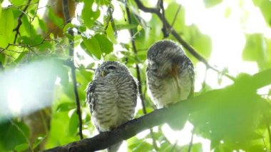 Baykuşlar doğada.