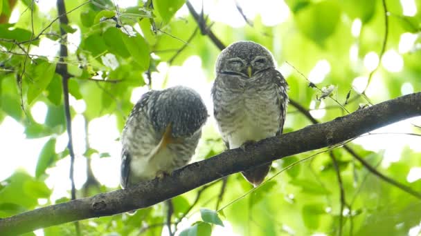 Eulen in der Natur. — Stockvideo