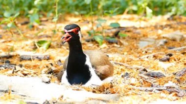 Nest yumurta kuluçkalık kırmızı wattled kız kuşu.