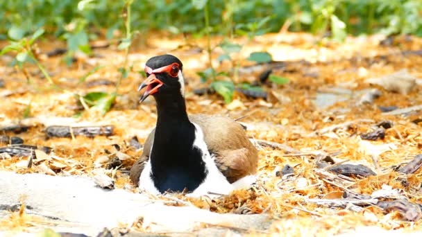 Nest yumurta kuluçkalık kırmızı wattled kız kuşu. — Stok video