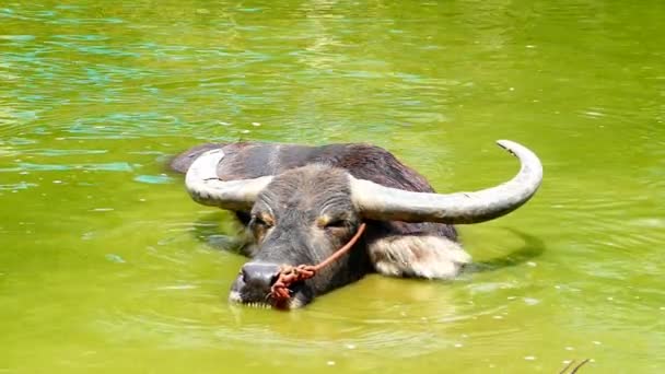 Buffalo zwemmen in de vijver. — Stockvideo