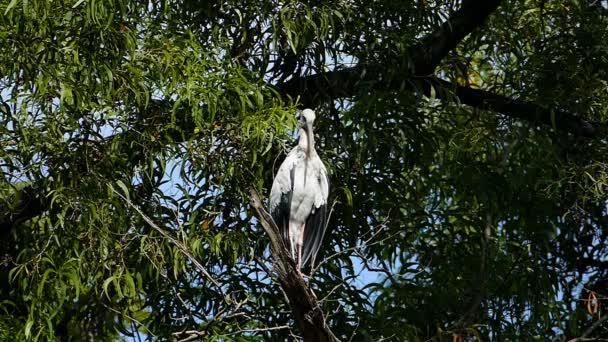 Bec-ouvert asiatique (Anastomus oscitans) sur la branche en forêt .