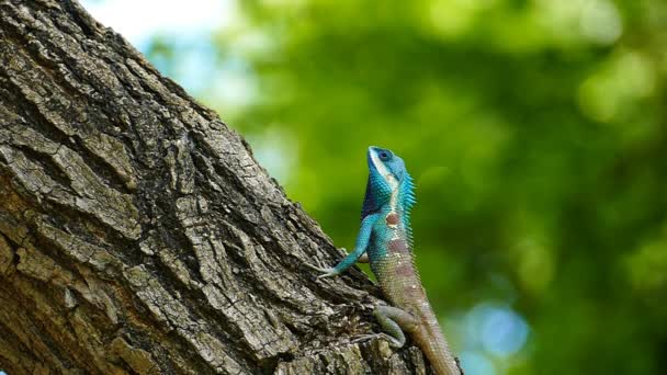 Dragão lagarto na natureza . — Vídeo de Stock