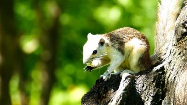 Sincap fındık doğada yemek,