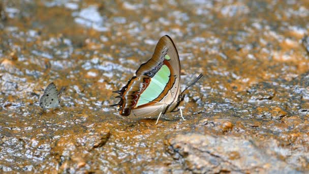 Papillon dans la nature . — Video