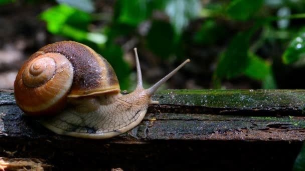 Escargot dans la forêt tropicale humide .