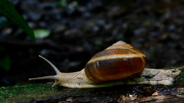 Escargot dans la forêt tropicale humide .