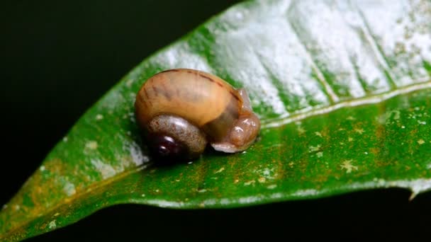 Schnecke im tropischen Regenwald. — Stockvideo