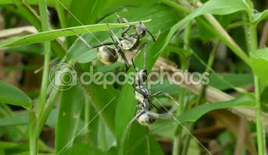 büyük siyah karınca saldırı için ele geçirmektir bölge.
