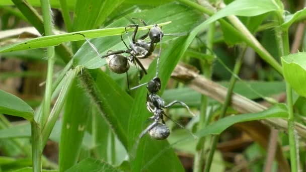 grande attaque de fourmi noire pour usurper le territoire .
