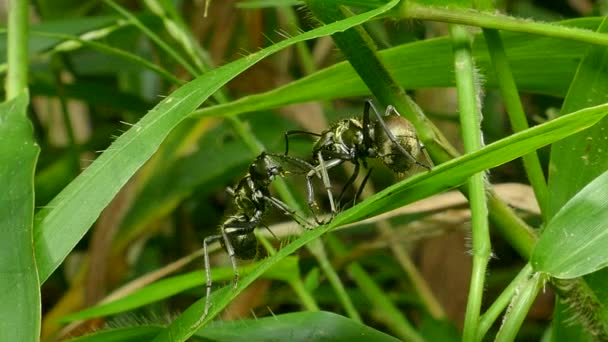grande attaque de fourmi noire pour usurper le territoire .