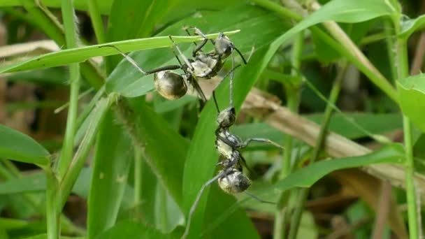 grande attaque de fourmi noire pour usurper le territoire .