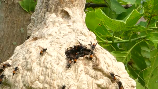 Wasps building a nest on tree. Royalty Free Stock Footage