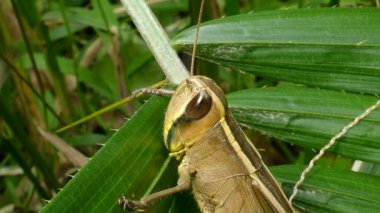 Yaprağın üzerinde çekirge.