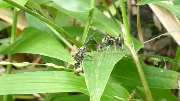 Two large black ant attack for usurp territory. — Stock Video