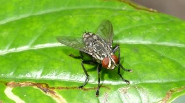 yaprak üzerinde uçmak.