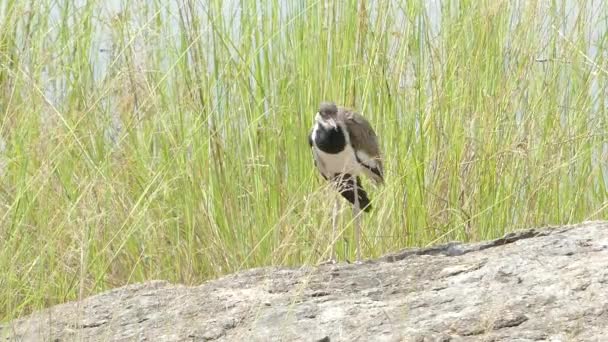 Lapwing rojo-wattled . — Vídeo de stock